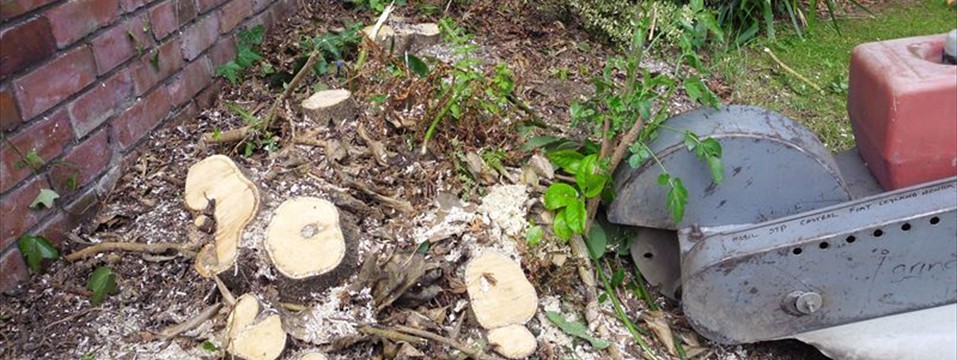 bamboo & vine removal