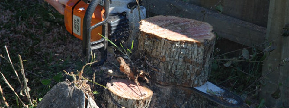 tree stump cutting
